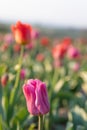 Field of tulipas for pick yourself Royalty Free Stock Photo