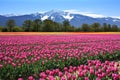 Field of tulips Royalty Free Stock Photo