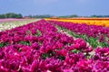 Field Of Tulips