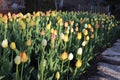 Field of tulips with bench in background