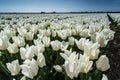 Field of tulips