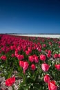 Field of tulips