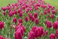 Field of tulips, Butchart Gardens, Canada