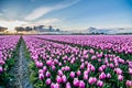 Field of tulips with cloudy sky in HDR