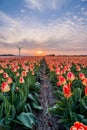 Field of tulips with cloudy sky in HDR