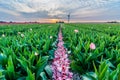 Field of tulips with a cloudy sky in HDR