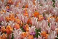 Field of tulips