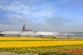 Field with tulips and daffodils on Bollenstreek in Netherlands