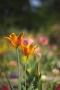 Field of tulips flowers