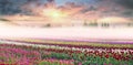 Field of tulips in the fog Royalty Free Stock Photo