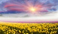 Field of tulips in the fog Royalty Free Stock Photo