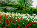 A field of tulips and grass hugging the nature Royalty Free Stock Photo