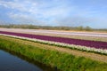 Field with tulips and hyacinths on Bollenstreek in Netherlands