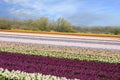 Field with tulips and hyacinths on Bollenstreek in Netherlands