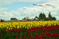 Skagit Valley Kites and Tulip Field Washington State Royalty Free Stock Photo