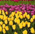 Field of Tulips in Mount Vernon, Washington Royalty Free Stock Photo