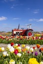 Field of tulips with old tractor near Keukenhof, The Netherlands Royalty Free Stock Photo