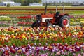 Field of tulips with old tractor near Keukenhof, The Netherlands Royalty Free Stock Photo