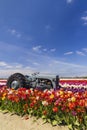 Field of tulips with old tractor near Keukenhof, The Netherlands Royalty Free Stock Photo