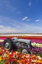 Field of tulips with old tractor near Keukenhof, The Netherlands Royalty Free Stock Photo