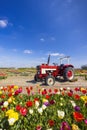 Field of tulips with old tractor near Keukenhof, The Netherlands Royalty Free Stock Photo