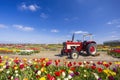 Field of tulips with old tractor near Keukenhof, The Netherlands Royalty Free Stock Photo