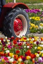 Field of tulips with old tractor near Keukenhof, The Netherlands Royalty Free Stock Photo