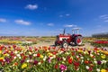 Field of tulips with old tractor near Keukenhof, The Netherlands Royalty Free Stock Photo