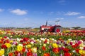 Field of tulips with old tractor near Keukenhof, The Netherlands Royalty Free Stock Photo