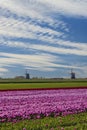 Field of tulips with Ondermolen windmill near Alkmaar, The Netherlands Royalty Free Stock Photo