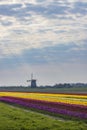 Field of tulips with Ondermolen windmill near Alkmaar, The Netherlands