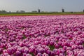 Field of tulips with Ondermolen windmill near Alkmaar, The Netherlands