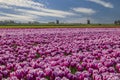 Field of tulips with Ondermolen windmill near Alkmaar, The Netherlands