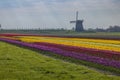 Field of tulips with Ondermolen windmill near Alkmaar, The Netherlands