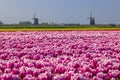 Field of tulips with Ondermolen windmill near Alkmaar, The Netherlands