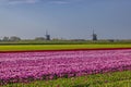 Field of tulips with Ondermolen windmill near Alkmaar, The Netherlands Royalty Free Stock Photo