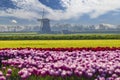 Field of tulips with Ondermolen windmill near Alkmaar, The Netherlands