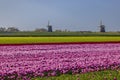 Field of tulips with Ondermolen windmill near Alkmaar, The Netherlands Royalty Free Stock Photo