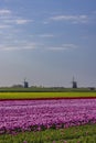 Field of tulips with Ondermolen windmill near Alkmaar, The Netherlands