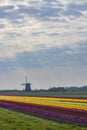 Field of tulips with Ondermolen windmill near Alkmaar, The Netherlands