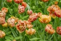 Field of tulips Orange Angelique Royalty Free Stock Photo