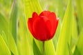 Field of tulips red, violet, purple colors, screensaver and wallpaper. Blooming colorful tulip flowers in garden as floral