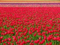 Field of tulips at Skagit Valley, Washington State Royalty Free Stock Photo