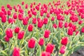 Field of tulips. Springtime bloom. Gardening tips. Growing flowers. Growing bulb plants. Enjoying nature. Soil for Royalty Free Stock Photo