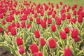 Field of tulips. Springtime bloom. Gardening tips. Growing flowers. Growing bulb plants. Enjoying nature. Soil for Royalty Free Stock Photo