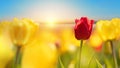 Field with tulips and sunrise. Yellow and red tulips in the back light Royalty Free Stock Photo