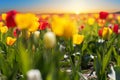 Field with tulips and sunrise. Yellow and red tulips in the back light Royalty Free Stock Photo