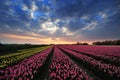 Field of tulips with sunset Royalty Free Stock Photo