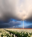 A field of tulips during sunset. A wind generator in a field in the Netherlands. Green energy production.