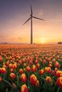 A field of tulips during sunset. A wind generator in a field in the Netherlands.